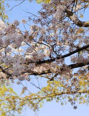 日本国花樱花（美丽的樱花文化）