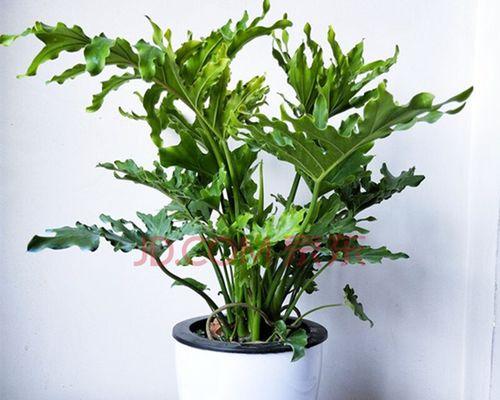 室内观叶植物，绿色的生活方式（探秘观叶植物种类及养护要点）