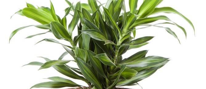 巧克力花盛放——巴西铁树的养殖方法和技术（掌握巴西铁树的育种技巧，打造美轮美奂的花园）