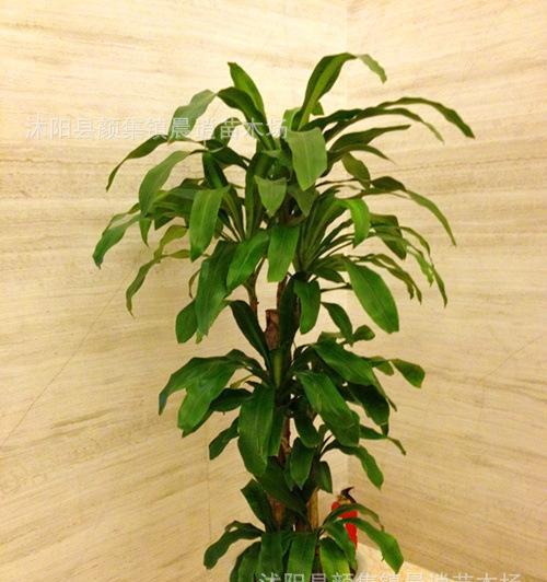 巧克力花盛放——巴西铁树的养殖方法和技术（掌握巴西铁树的育种技巧，打造美轮美奂的花园）