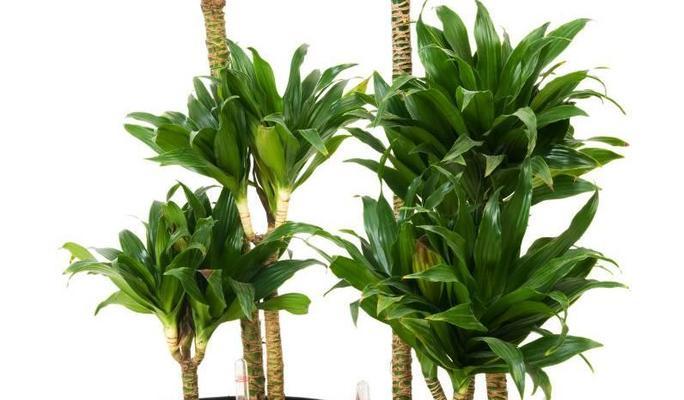 巧克力花盛放——巴西铁树的养殖方法和技术（掌握巴西铁树的育种技巧，打造美轮美奂的花园）