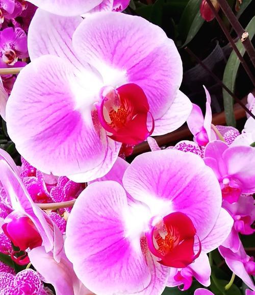 一月怒放的花海（探寻冬季中的色彩缤纷）