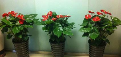搬家送什么花和植物？（让这些植物为你送去美好祝福）