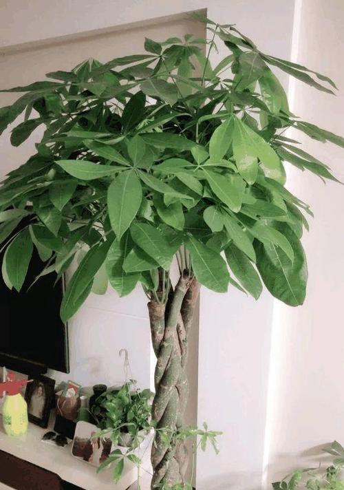 搬家送什么花和植物？（让这些植物为你送去美好祝福）