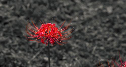 彼岸花开花时间及观赏技巧（春天开花，如何欣赏彼岸花？）