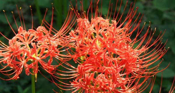 彼岸花开花时间及观赏技巧（春天开花，如何欣赏彼岸花？）