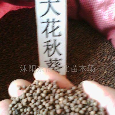 如何种植樱花种子（让你轻松打造私人樱花园）