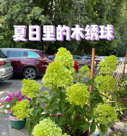 圆锥绣球修剪技巧（打造美丽的花园景观，掌握这些方法！）