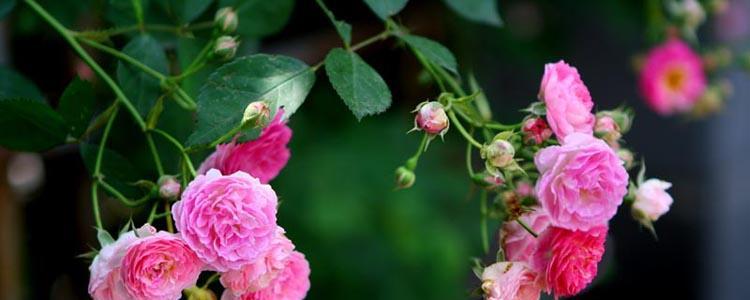 蔷薇花的养殖方法（打造美丽花园，精心养殖蔷薇花）