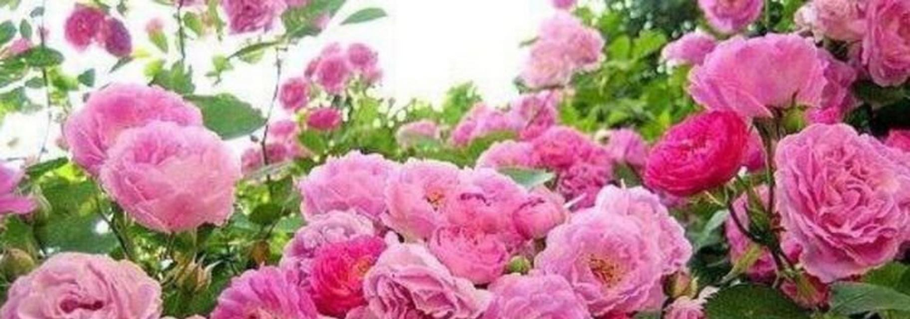 蔷薇花的养殖方法（打造美丽花园，精心养殖蔷薇花）