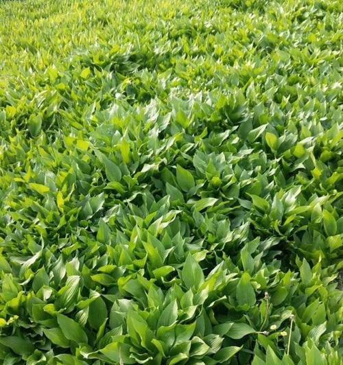 玉簪的种植方法剖析（如何种植出优质玉簪）