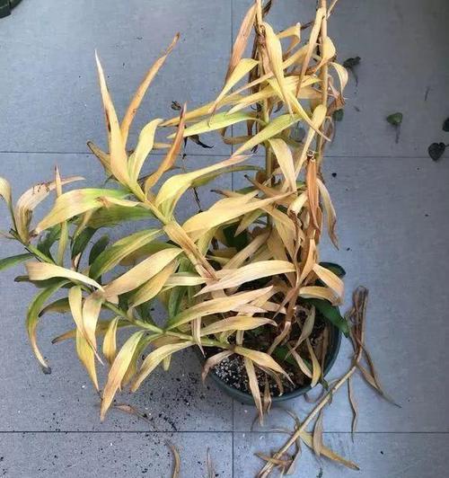 如何处理养殖百合烂根问题（百合养殖技巧，避免烂根的发生）