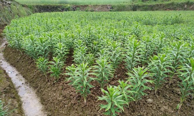如何处理养殖百合烂根问题（百合养殖技巧，避免烂根的发生）