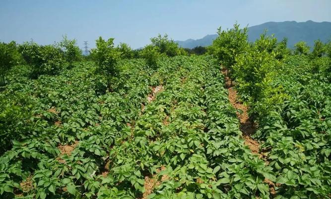 如何种植油茶树？（从选址到育苗，教你轻松打造油茶园）