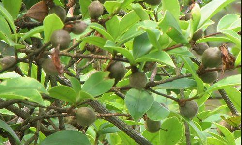 如何种植油茶树？（从选址到育苗，教你轻松打造油茶园）