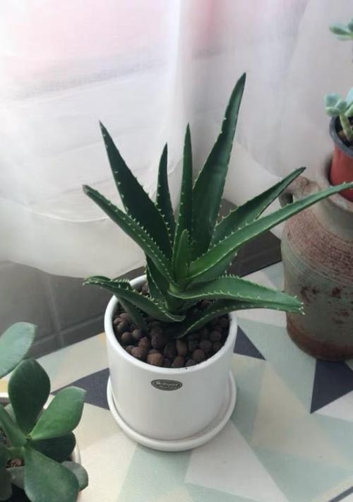 珍珠芦荟养殖方法详解（如何繁殖和管理珍珠芦荟？学会这些技巧让你的养殖更成功）