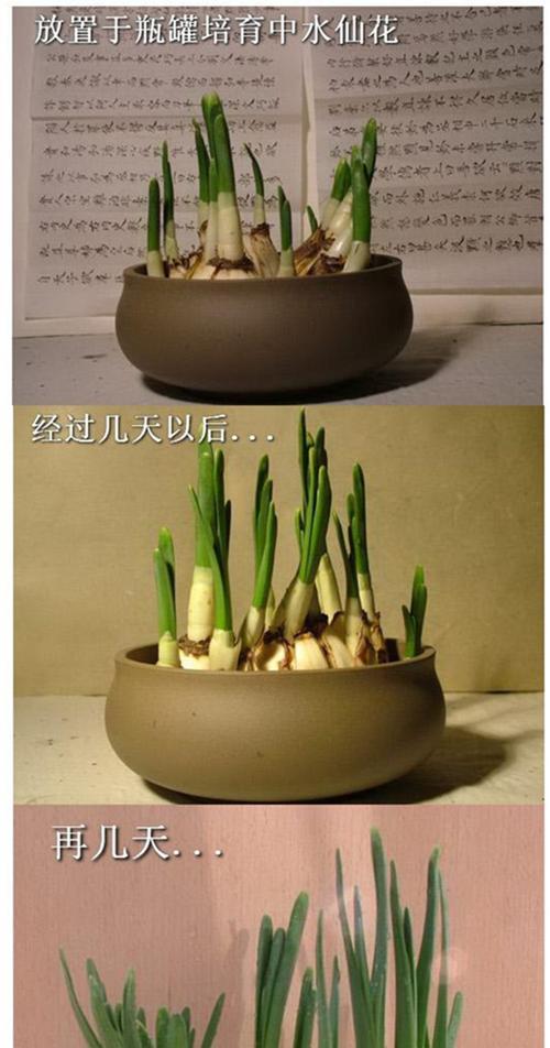 水仙花水培的种植方法（零土壤、省力省时的家庭养殖技巧）