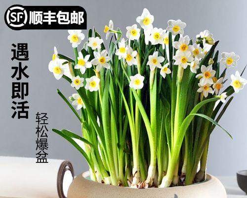 水仙花水培的种植方法（零土壤、省力省时的家庭养殖技巧）