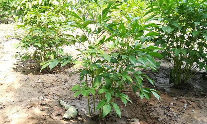 芍药与牡丹，谁才是皇家花园的贵族？（较量花品，比拼历史——解析芍药和牡丹）