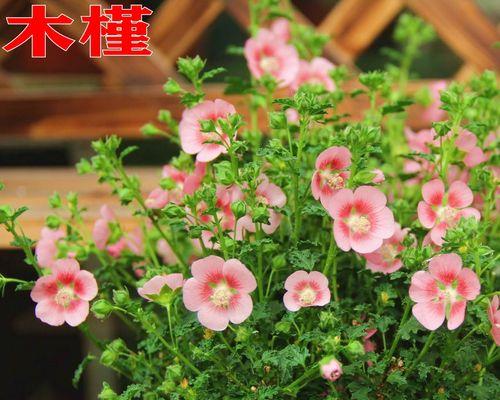 木槿花的开放时节（探究木槿花的开花特点，带你一起赏花游园）