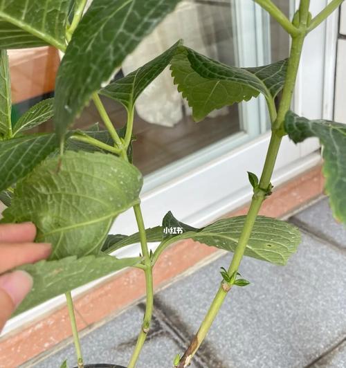 如何修剪出漂亮的绣球花（绣球花修剪技巧详解，让你的花园更美丽）