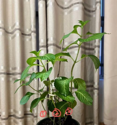 如何修剪出漂亮的绣球花（绣球花修剪技巧详解，让你的花园更美丽）