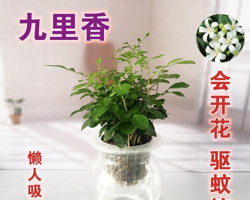 九里香为什么不开花（探究九里香不开花的原因和解决方法）