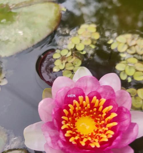 睡莲的开花和闭合时机（探寻睡莲的自然之美）