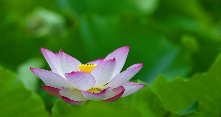 水芙蓉花的养殖方法与技巧（掌握水芙蓉花的生长规律，打造美丽的水景花园）