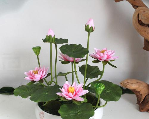 水芙蓉花的养殖方法与技巧（掌握水芙蓉花的生长规律，打造美丽的水景花园）