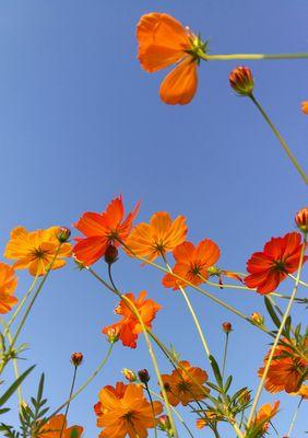 格桑花——西藏高原的国色天香（探究格桑花的花形花色和生长环境）