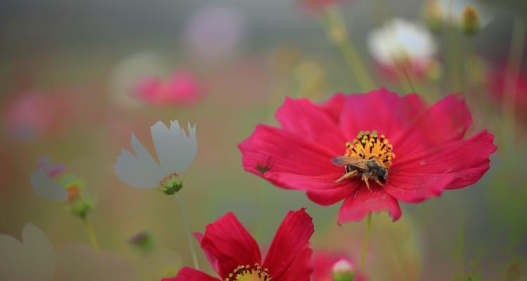 格桑花——西藏高原的国色天香（探究格桑花的花形花色和生长环境）