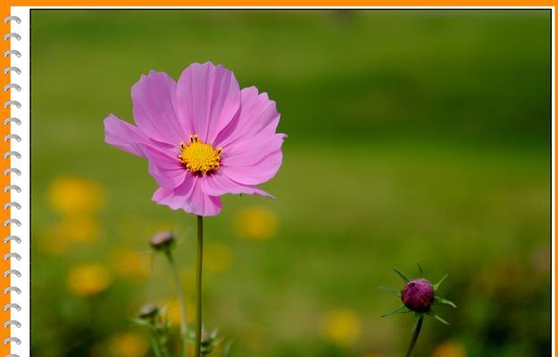 格桑花——西藏高原的国色天香（探究格桑花的花形花色和生长环境）