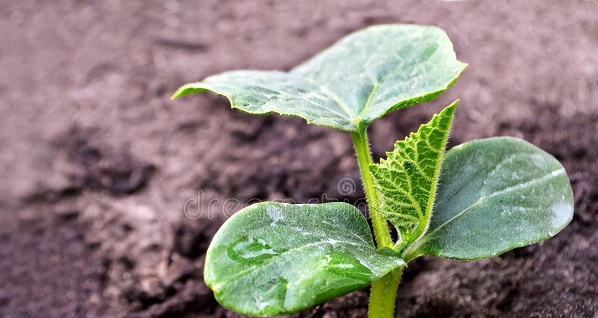 黄瓜种植指南（掌握生长要领，享受丰收乐趣）