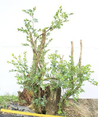 小叶黄杨盆景的养护与修剪（如何打造一个美丽的小叶黄杨盆景）