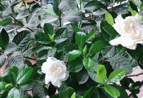 养花草，这些是最好的选择（打造绿色家园，从这些花草开始）