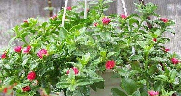 养花草，这些是最好的选择（打造绿色家园，从这些花草开始）