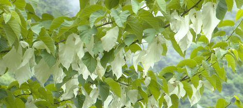 探秘中国鸽子树（了解鸽子树属于什么植物，认识其生长环境和特点）