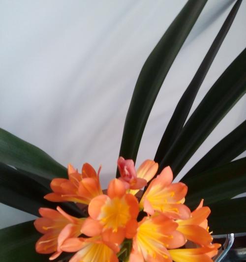 君子兰开花时间及方法剖析（探究君子兰几年能开花结果的因素及如何引发其开花）