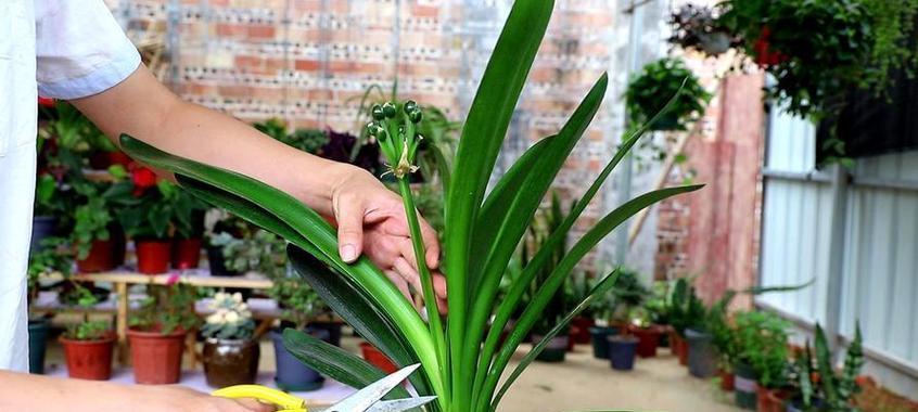 君子兰花后修剪指南（养护技巧，让君子兰更美丽）