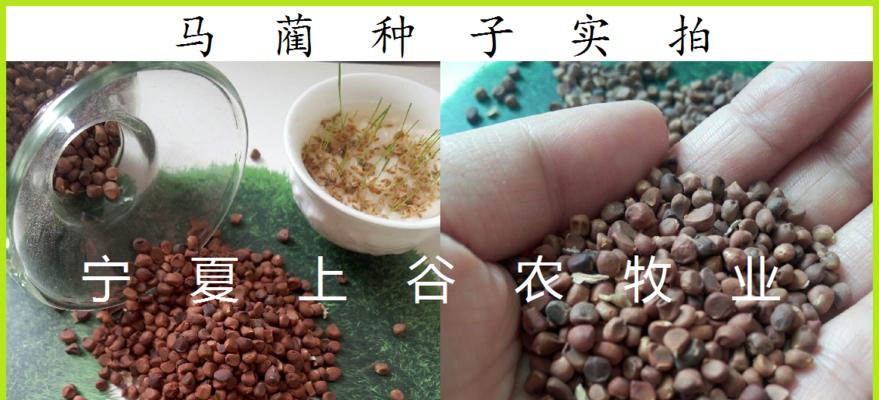 如何种植马蔺花种子（马蔺花种子的选购、种植和护理方法）