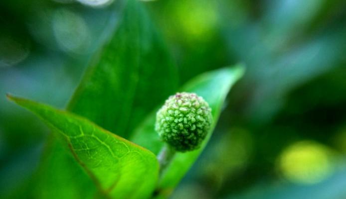 水杨梅——一种有益健康的果树（介绍水杨梅的分类、生长特点及营养价值）