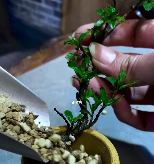 水杨梅——一种有益健康的果树（介绍水杨梅的分类、生长特点及营养价值）