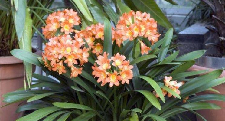 成功养护君子兰开出美丽花朵的窍门（让君子兰不再夹箭，实现开花的关键）