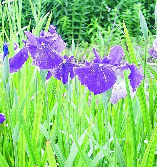 花菖蒲的虫害防治方法（让花菖蒲远离虫害，美丽更持久）