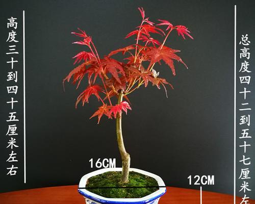 红枫树盆景的种植方法和技术（让盆景成为家中的艺术品）