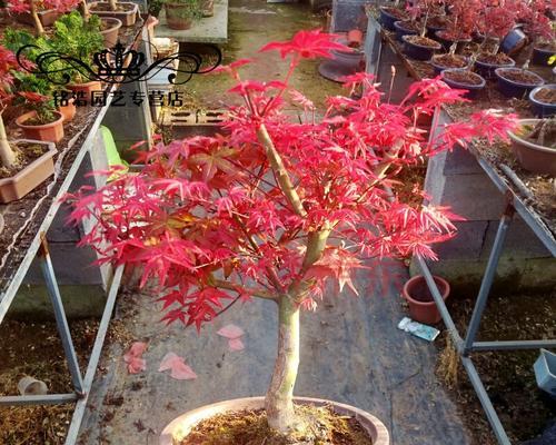 红枫树盆景的种植方法和技术（让盆景成为家中的艺术品）