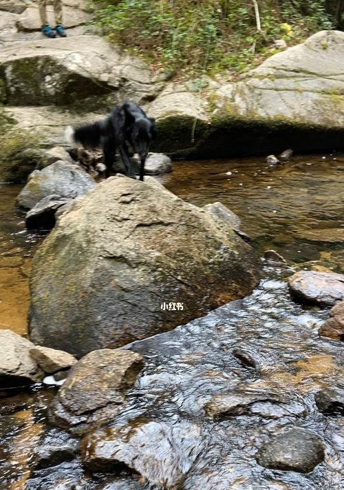 轻松应对水淹！这些果树无惧洪涝（探究适合水淹区种植的果树及其特性）