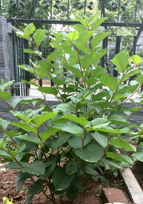 探秘芍药花的多样叶型（从主叶到托叶，解析芍药花叶子的美丽多姿）