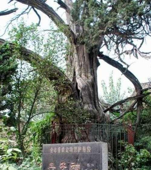 探秘神奇的柏树（历史、生态、文化和保护）